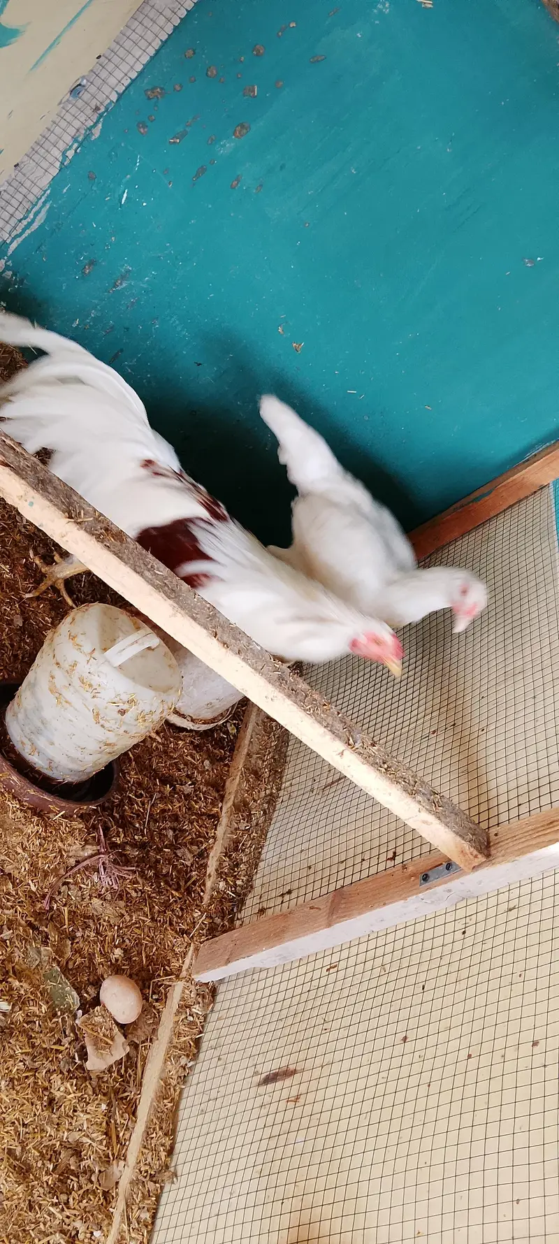 EGGS/CHICKS/SABRIGHT/POLISH/WYANDOTTE/SILKI/KO SHAMO 03162606360 — photo 7
