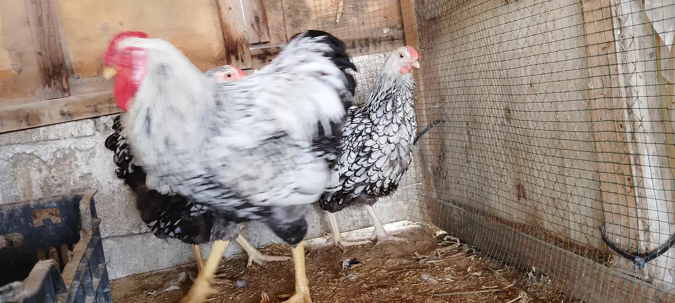 EGGS/CHICKS/SABRIGHT/POLISH/WYANDOTTE/SILKI/KO SHAMO 03162606360 — photo 11