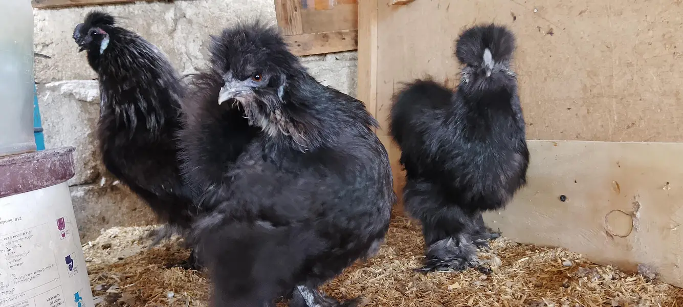 EGGS/CHICKS/SABRIGHT/POLISH/WYANDOTTE/SILKI/KO SHAMO 03162606360 — photo 12