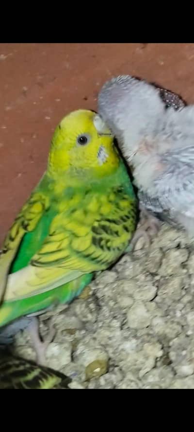 Australian Ka breeder pair with egg and chiks