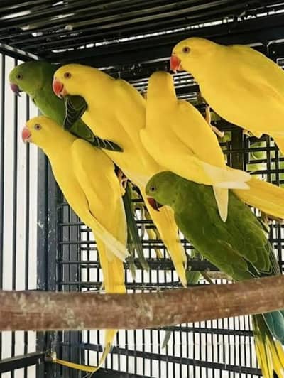 Beautiful Raw parrots and Ring necks yellow, green and blue for sale