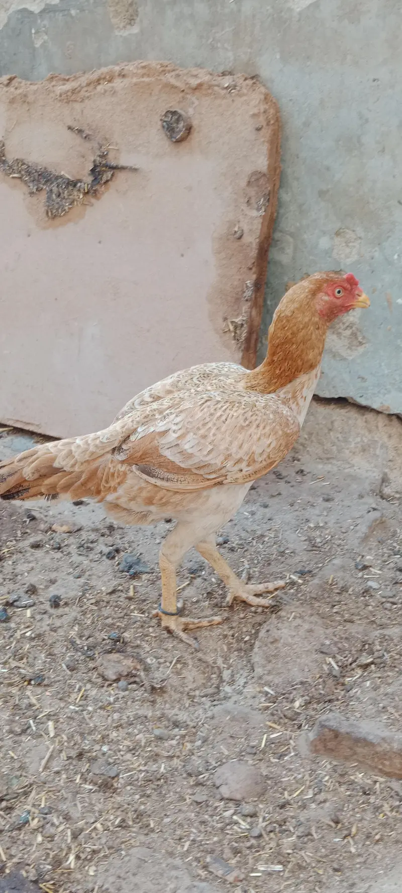 Aseel jhavi murghi for sale — photo 2