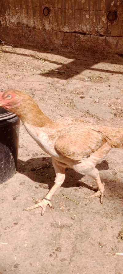 Aseel jhavi murghi for sale