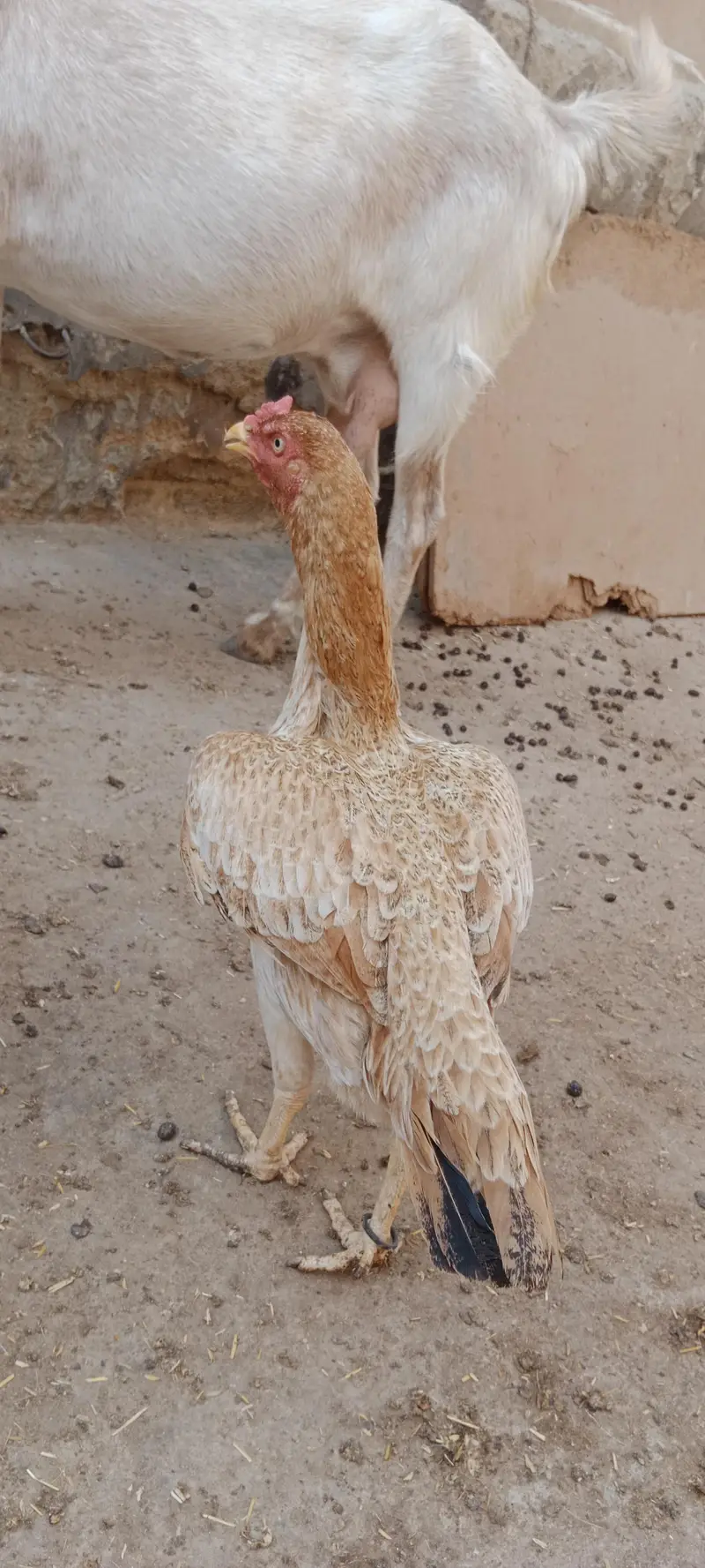 Aseel jhavi murghi for sale — photo 3