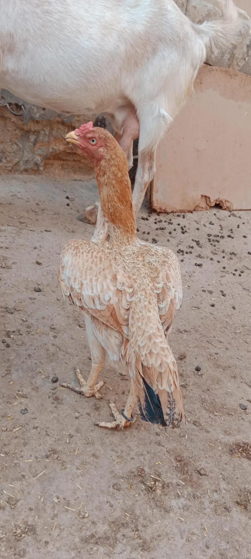 Aseel jhavi murghi for sale — photo 4