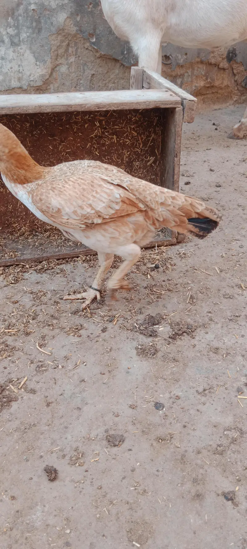 Aseel jhavi murghi for sale — photo 5