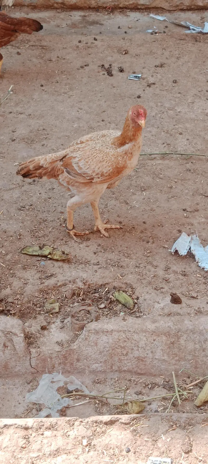 Aseel jhavi murghi for sale — photo 6