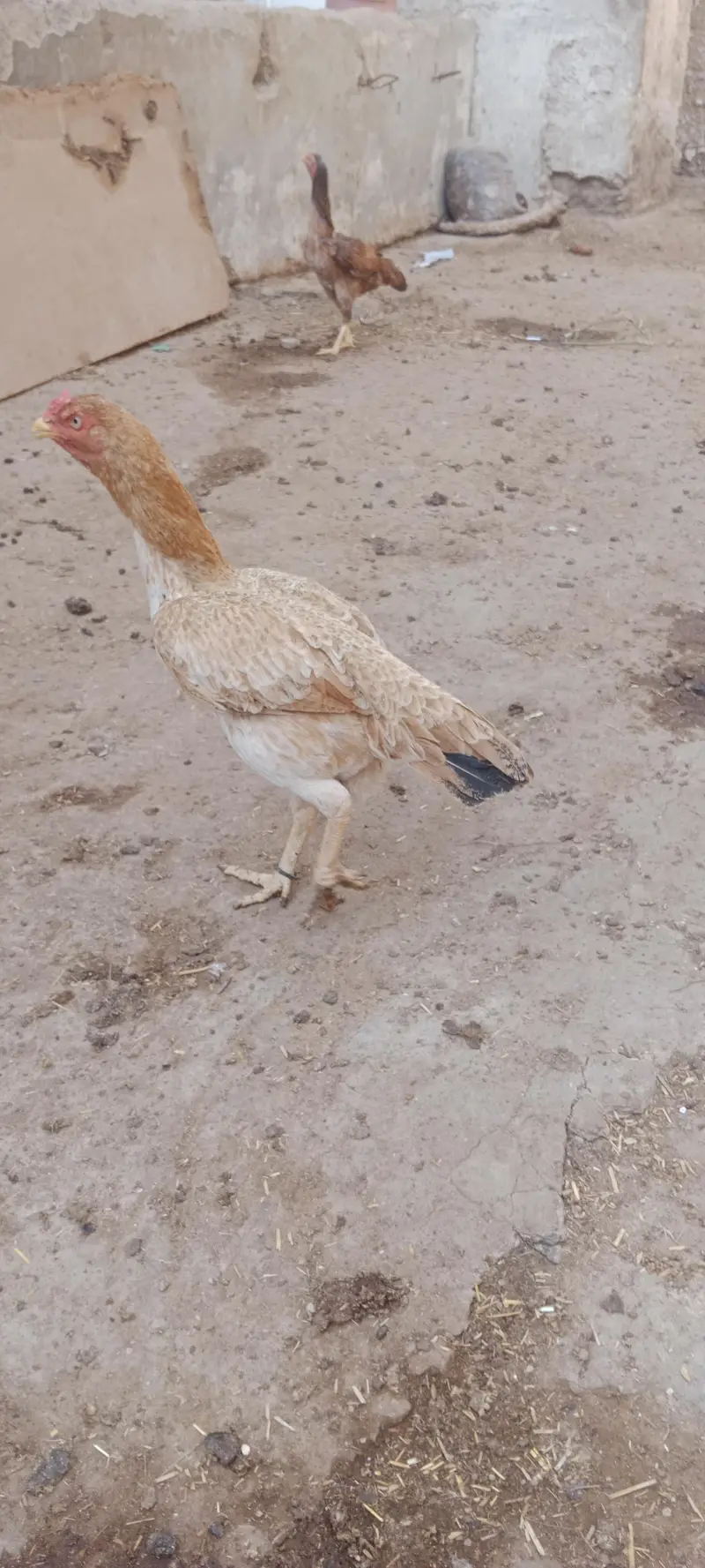 Aseel jhavi murghi for sale — photo 7