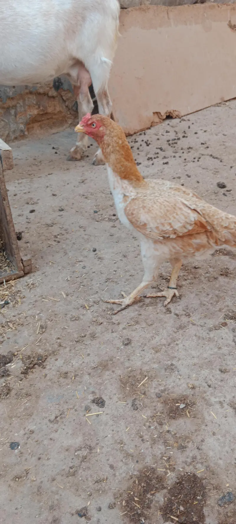 Aseel jhavi murghi for sale — photo 8