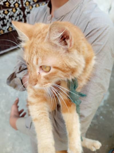 Beautiful Orange Fluffy Cat for Sale – Female Cat