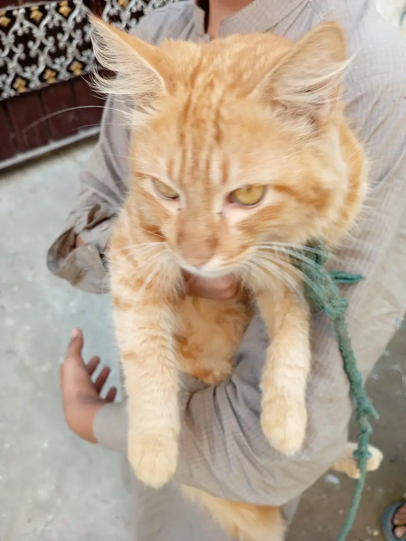 Beautiful Orange Fluffy Cat for Sale – Female Cat — photo 2