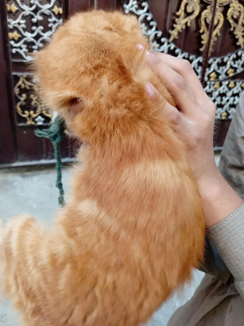 Beautiful Orange Fluffy Cat for Sale – Female Cat — photo 3