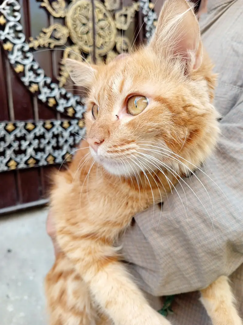 Beautiful Orange Fluffy Cat for Sale – Female Cat — photo 4