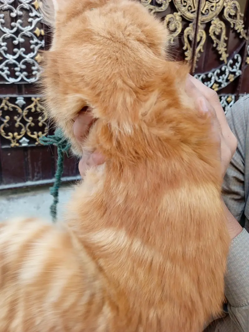 Beautiful Orange Fluffy Cat for Sale – Female Cat — photo 5