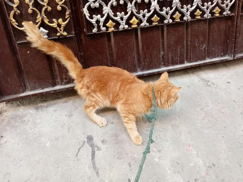 Beautiful Orange Fluffy Cat for Sale – Female Cat — photo 6