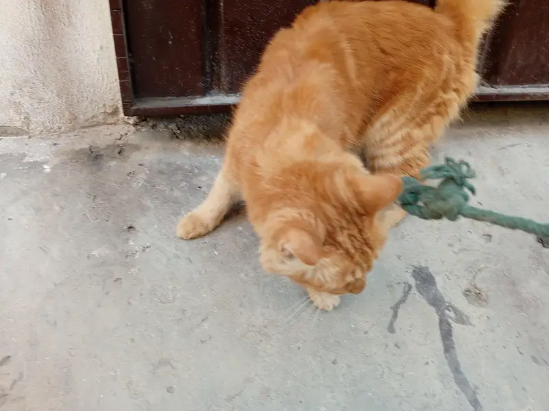 Beautiful Orange Fluffy Cat for Sale – Female Cat — photo 7