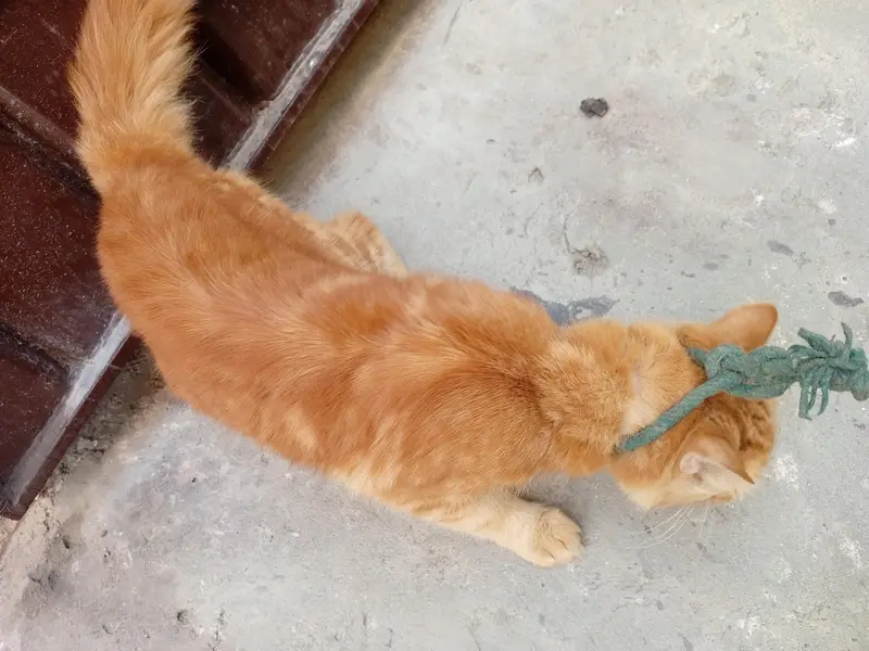 Beautiful Orange Fluffy Cat for Sale – Female Cat — photo 8