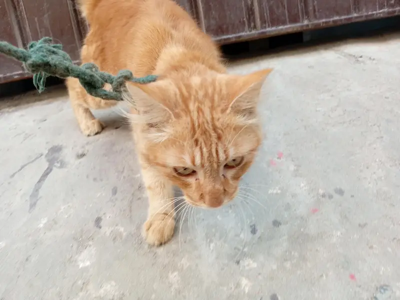 Beautiful Orange Fluffy Cat for Sale – Female Cat — photo 9
