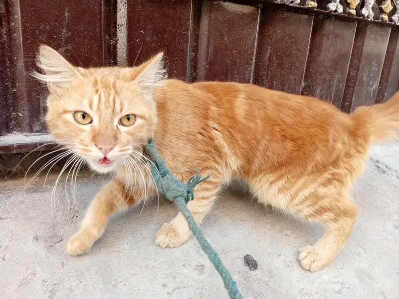 Beautiful Orange Fluffy Cat for Sale – Female Cat — photo 10