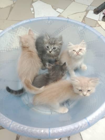 Persian kitten available active and healthy 03094057544