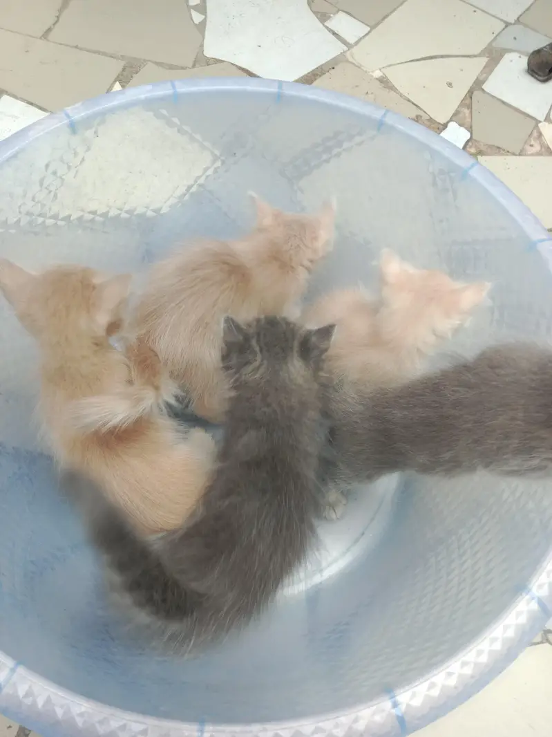 Persian kitten available active and healthy 03094057544 — photo 2