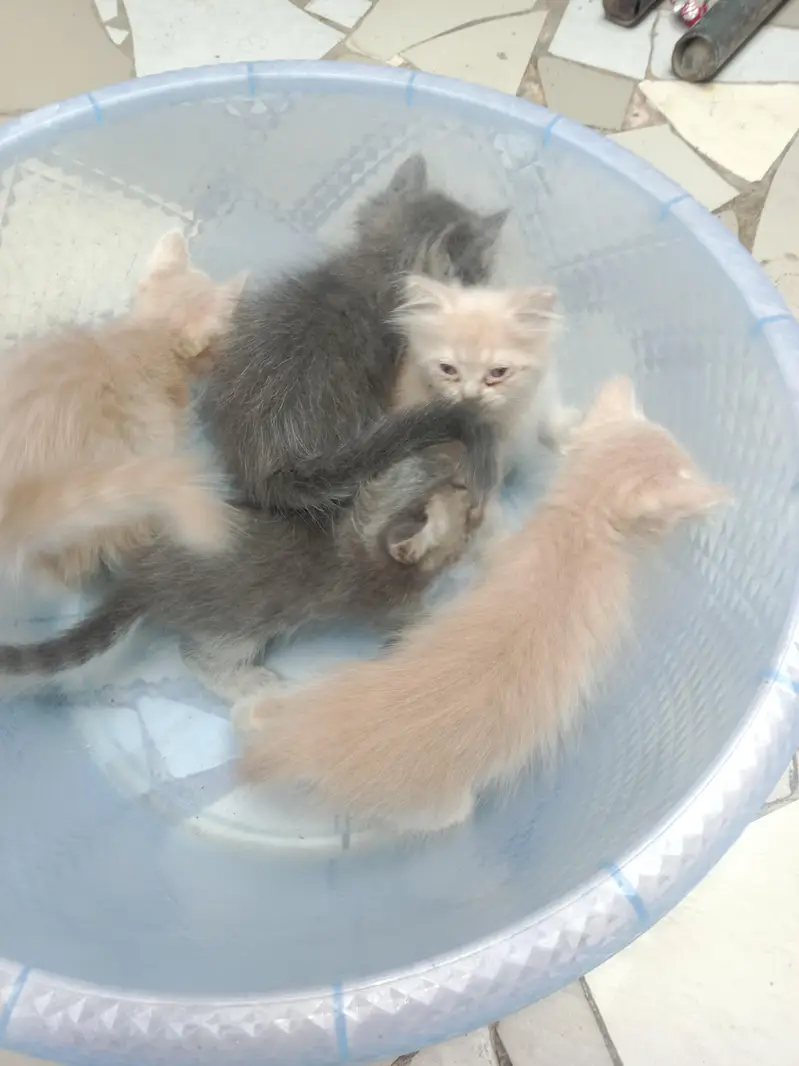 Persian kitten available active and healthy 03094057544 — photo 3