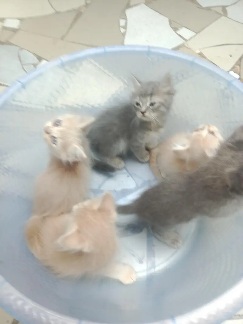 Persian kitten available active and healthy 03094057544 — photo 4