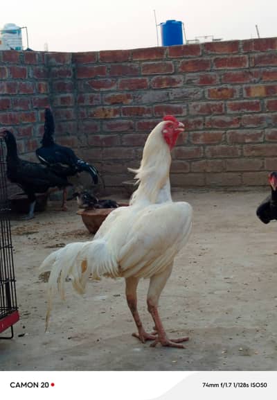 Paper white Hera Aseel pair for sale 100% garanti