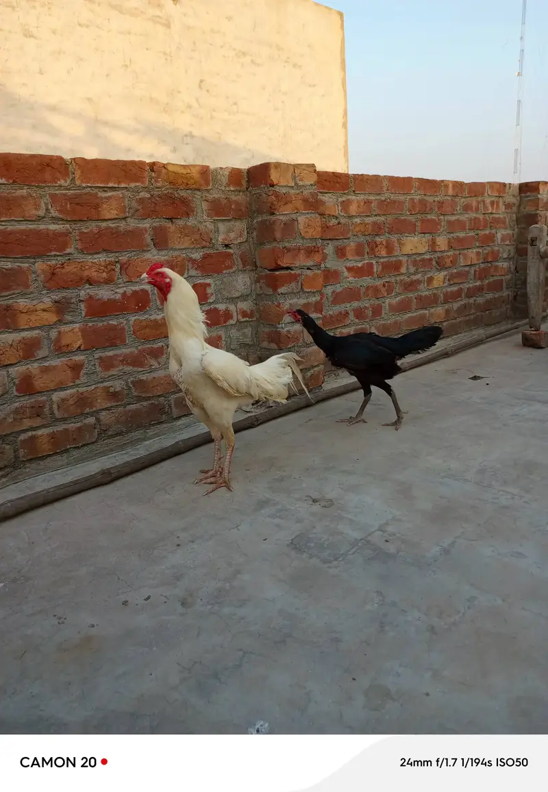 Paper white Hera Aseel pair for sale 100% garanti — photo 2