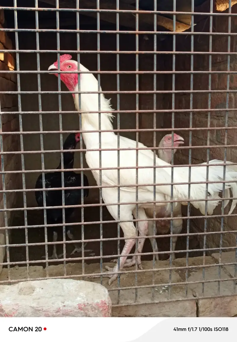 Paper white Hera Aseel pair for sale 100% garanti — photo 3