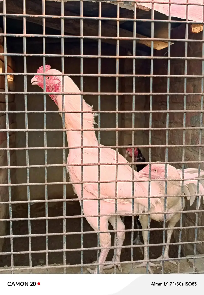 Paper white Hera Aseel pair for sale 100% garanti — photo 4