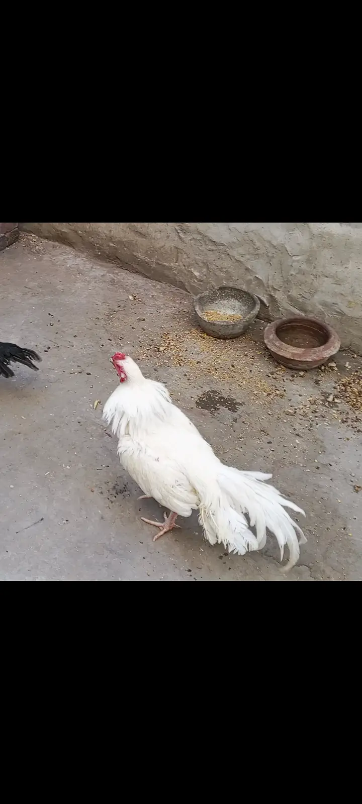Paper white Hera Aseel pair for sale 100% garanti — photo 5