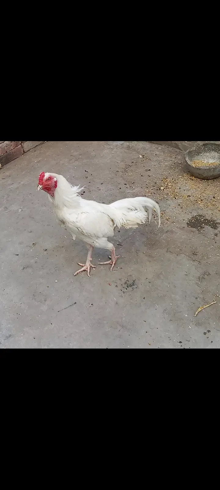 Paper white Hera Aseel pair for sale 100% garanti — photo 6