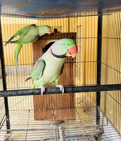 Kashmiri raw breeder pair home