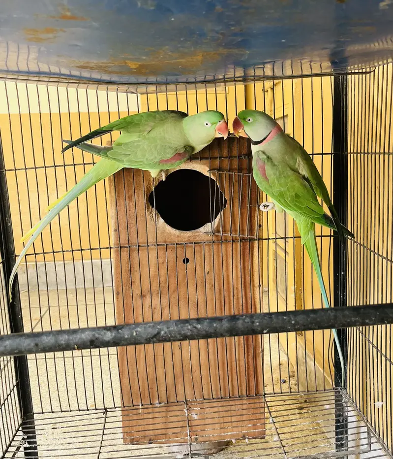 Kashmiri raw breeder pair home — photo 2