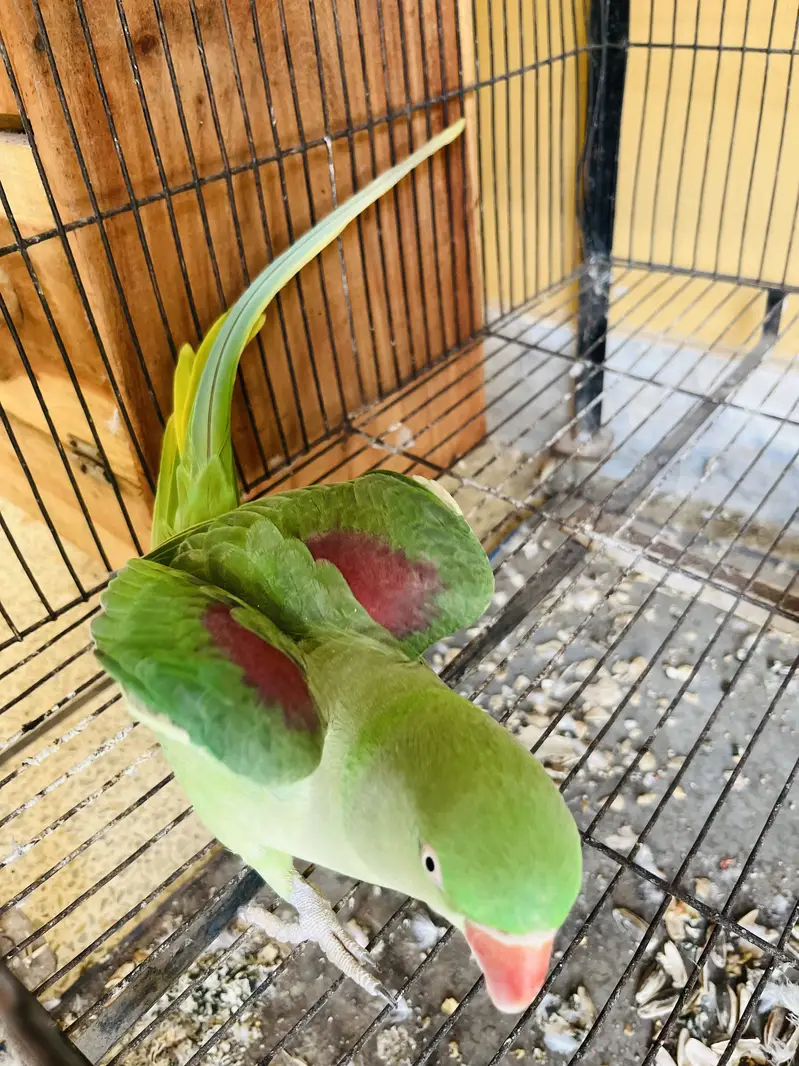 Kashmiri raw breeder pair home — photo 3