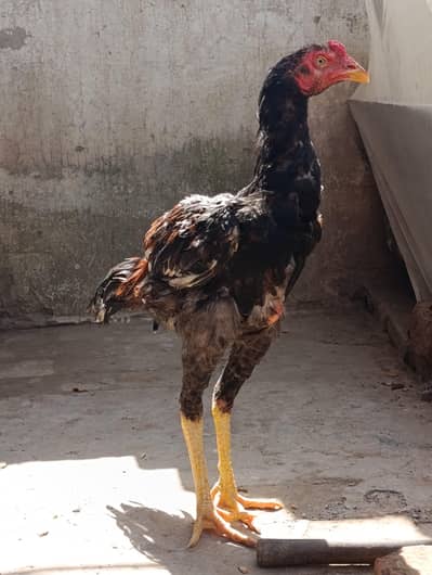 Patha for sale VIP lraka