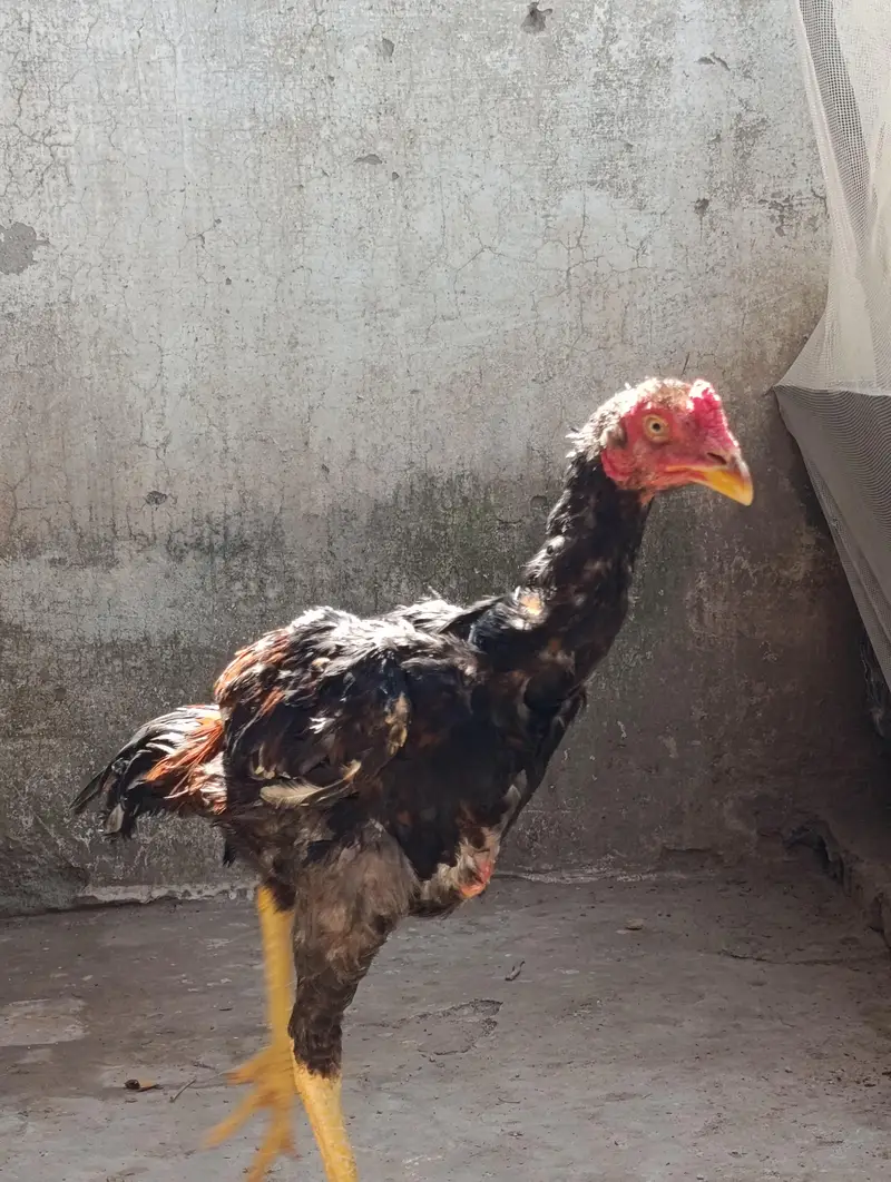 Patha for sale VIP lraka — photo 2