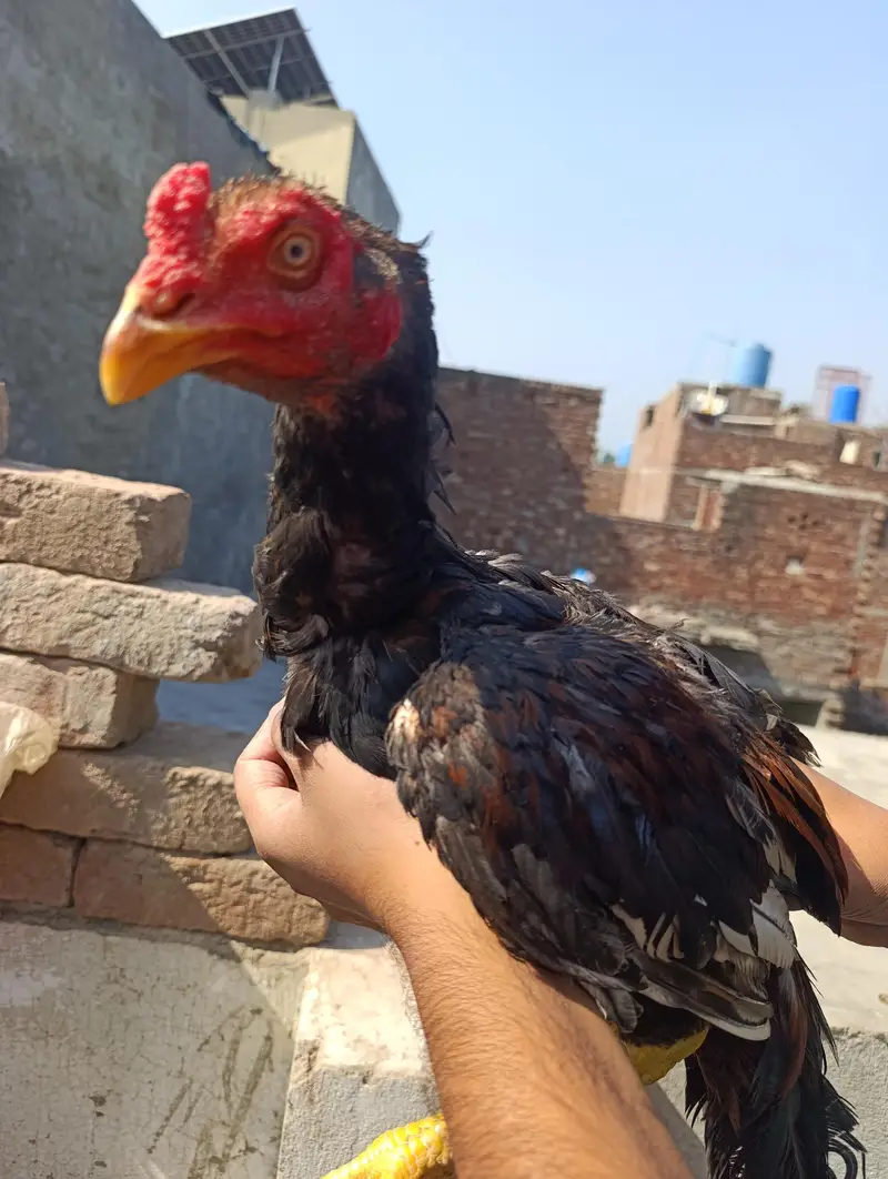 Patha for sale VIP lraka — photo 3