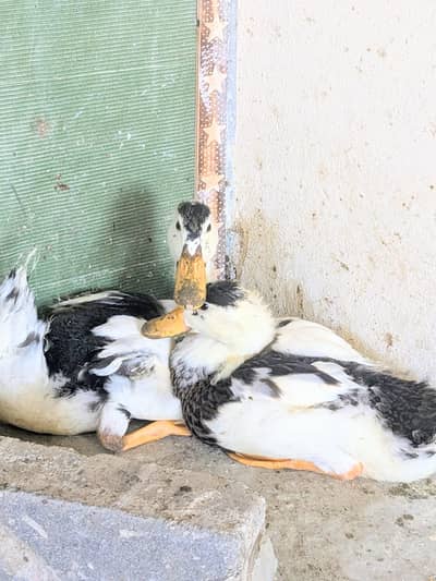DUCKS. . .