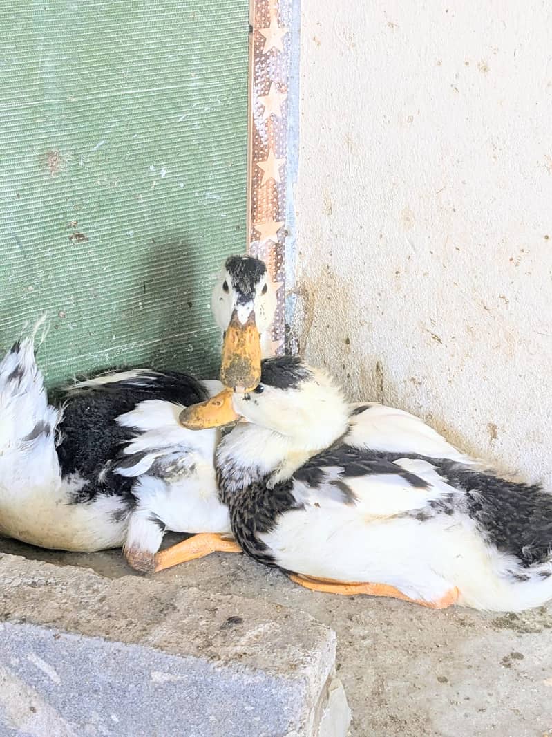 DUCKS. . . 0