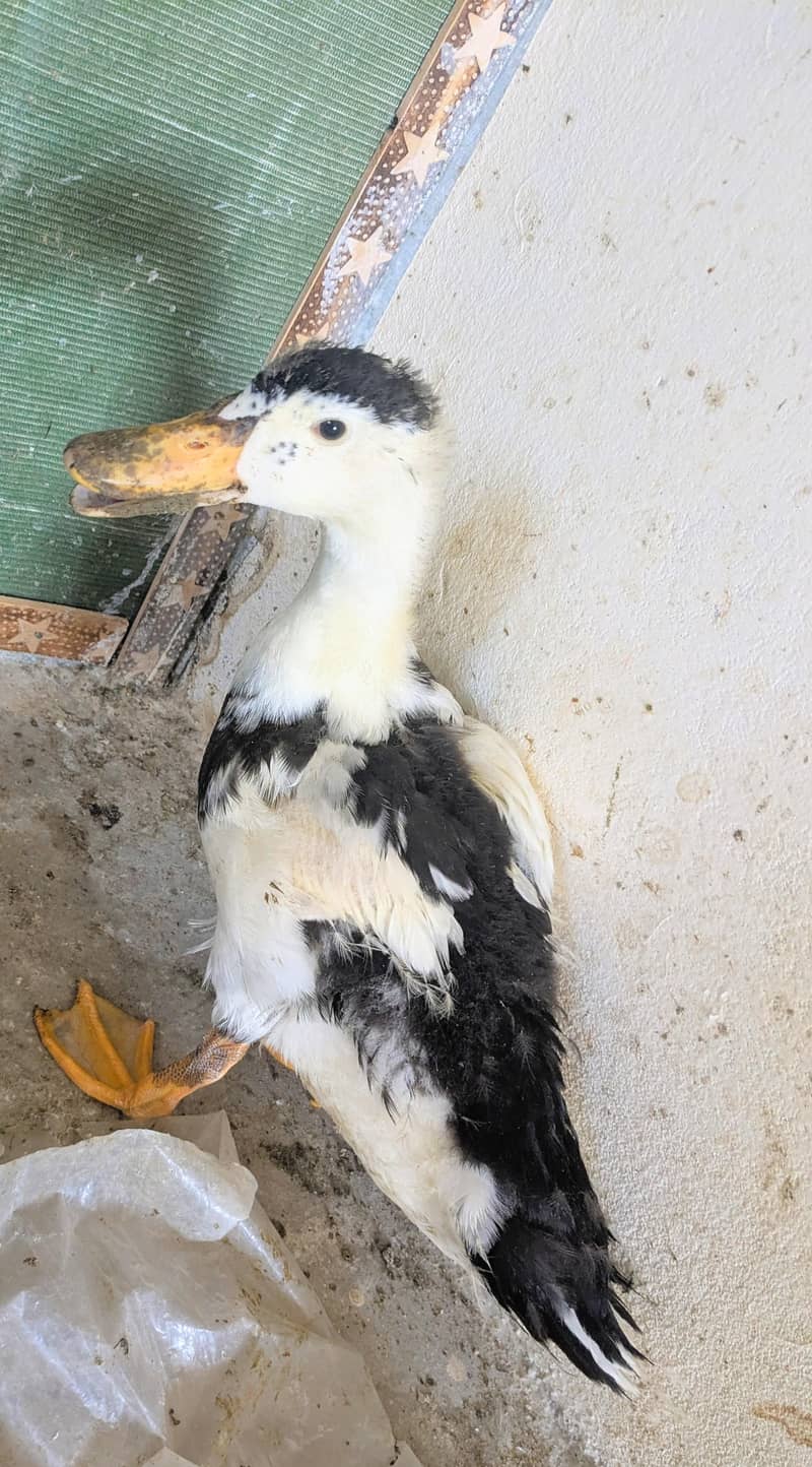 DUCKS. . . 1