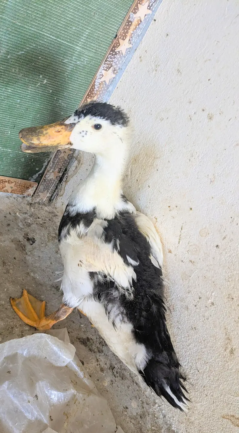 DUCKS. . . — photo 2