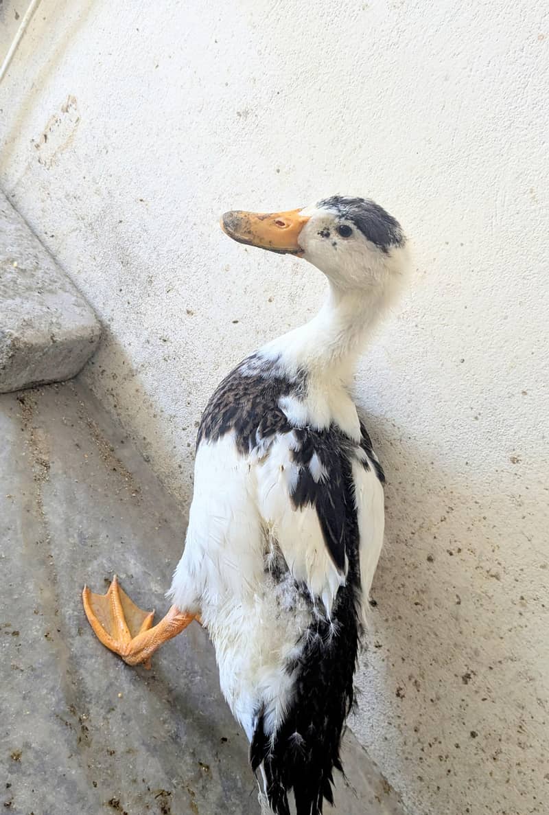 DUCKS. . . 2