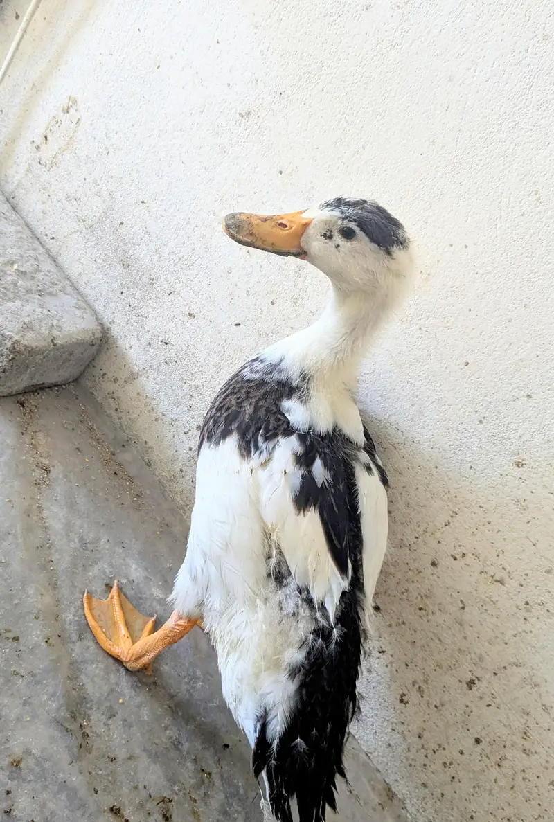 DUCKS. . . — photo 3