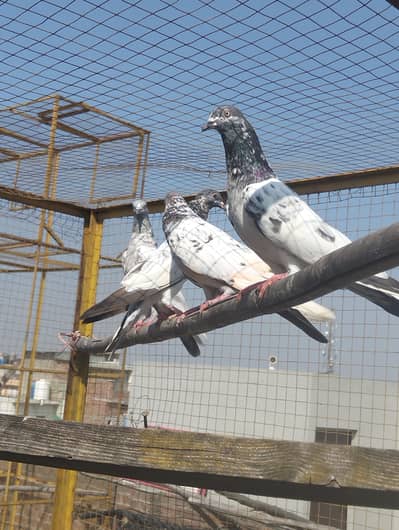 Kabootar Pigeons