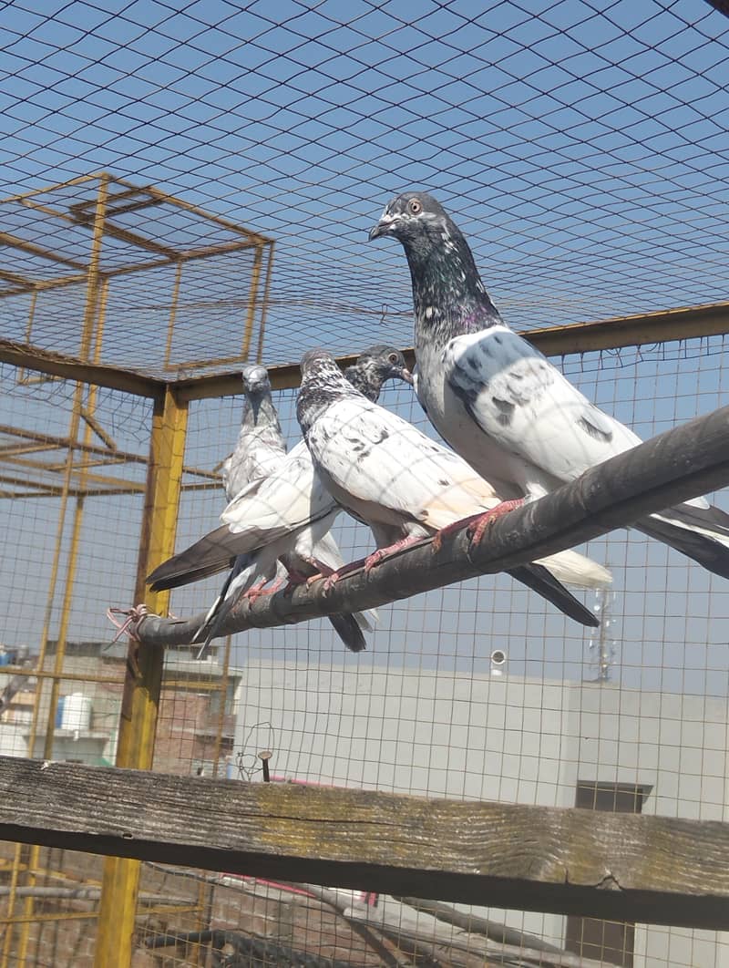 Kabootar Pigeons 0