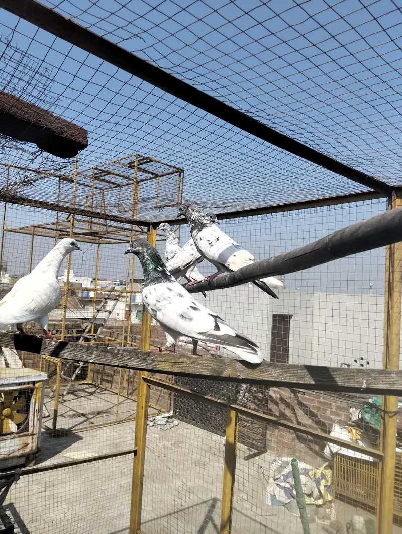 Kabootar Pigeons — photo 2