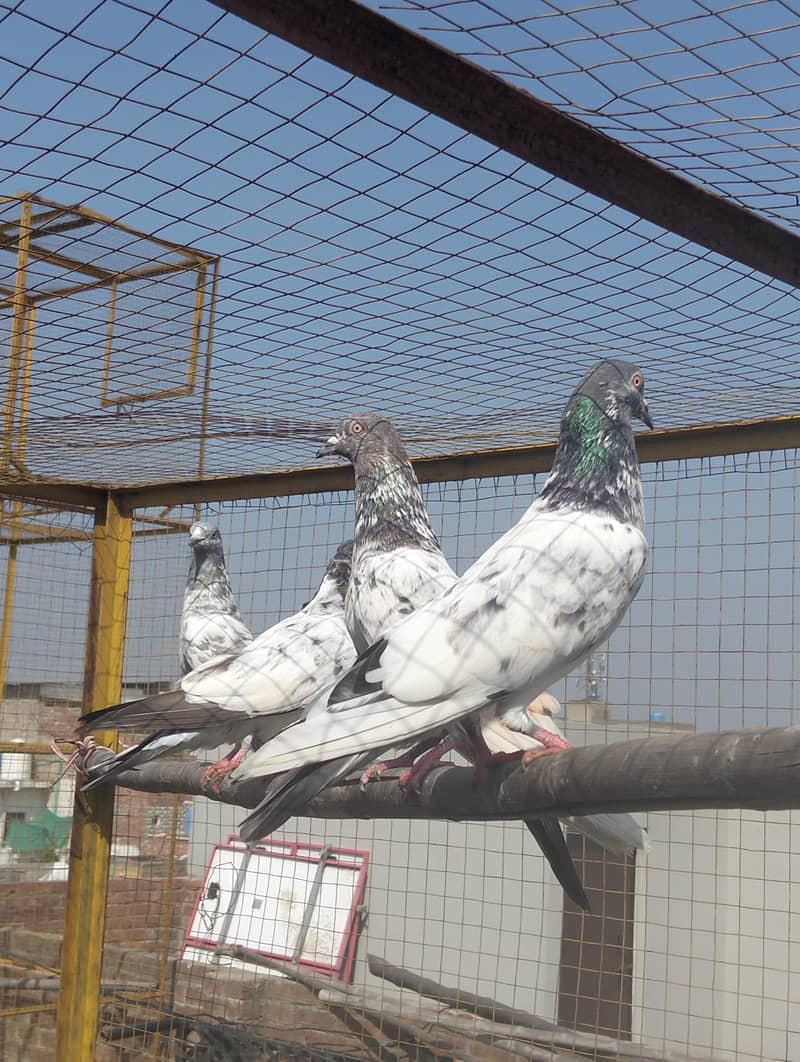 Kabootar Pigeons 2