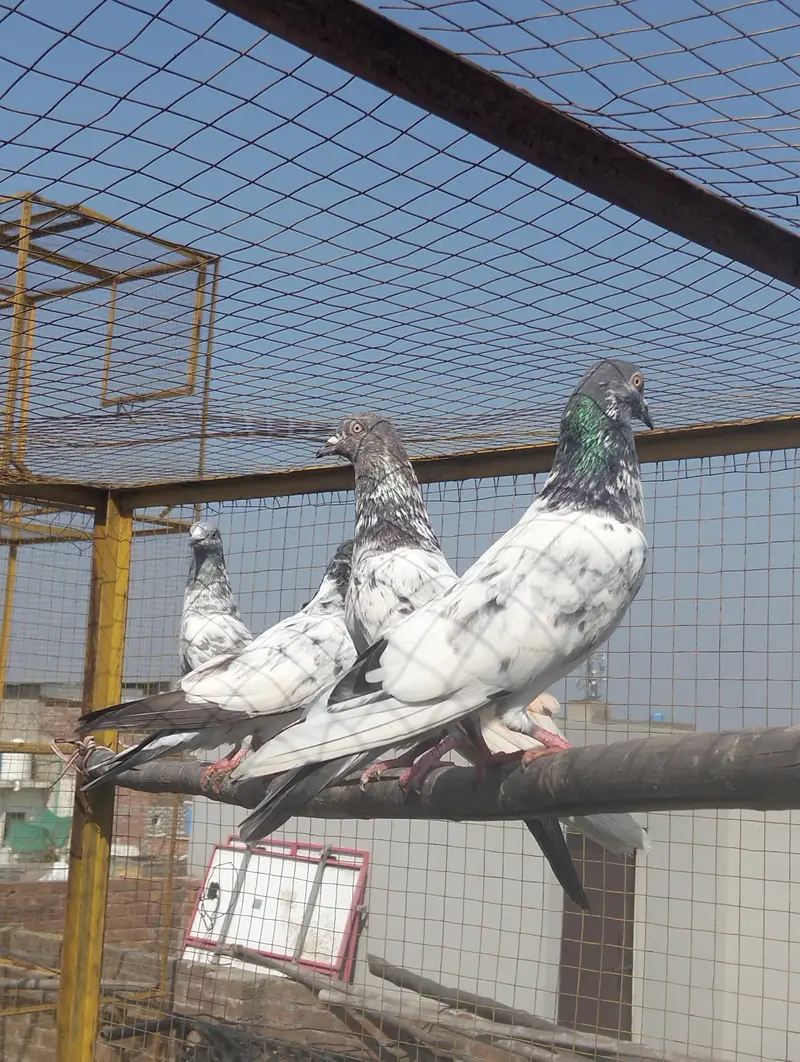Kabootar Pigeons — photo 3